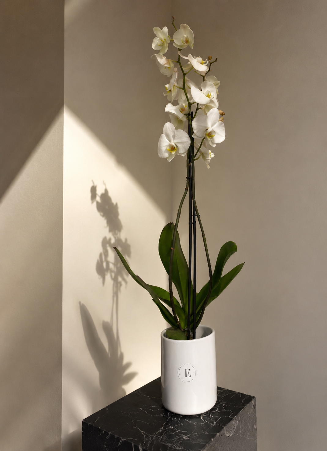 Orchid