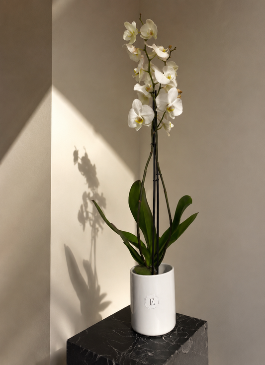 Orchid